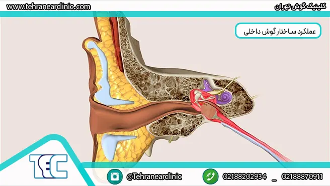 ساختار گوش و عملکرد آن آناتومی گوش و حلق و بینی