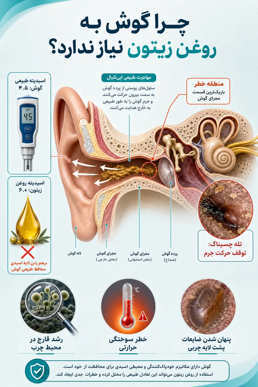 اینفوگرافیک چرا گوش به روغن زیتون نیاز ندارد